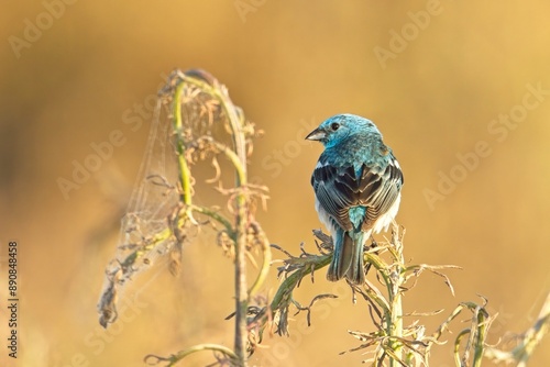 Back side of a lazuli bunting. photo