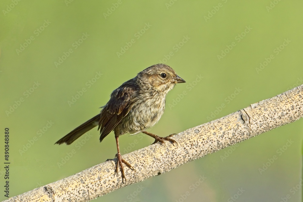 Fototapeta premium Cute song sparrow on a branch.