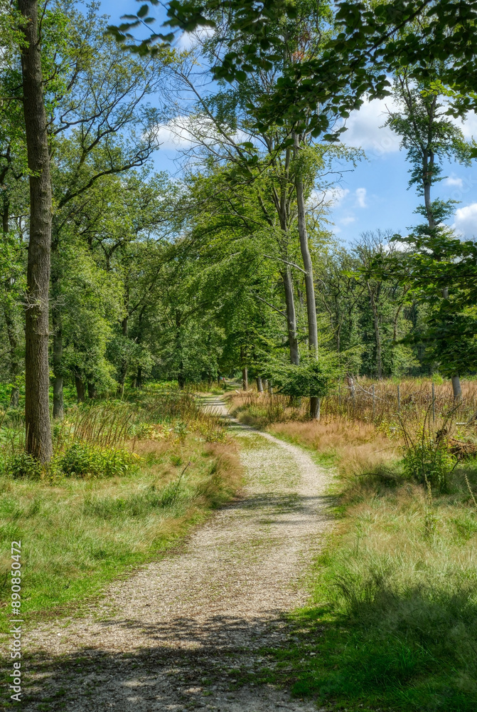 Wanderweg im Diersfordter Wald im Sommer Wanderweg im Diersfordter Wald im Sommer