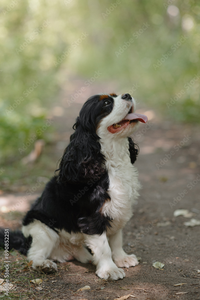 black and white Cavalier King Charles Spaniel dog sitting on path in park, warm sunny summer day, dogwalking concept black and white Cavalier King Charles Spaniel dog sitting on path in park, warm sunny summer day, dogwalking concept
