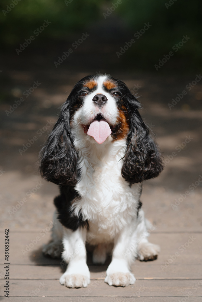black and white Cavalier King Charles Spaniel dog sitting on path in park, warm sunny summer day, dogwalking concept black and white Cavalier King Charles Spaniel dog sitting on path in park, warm sunny summer day, dogwalking concept