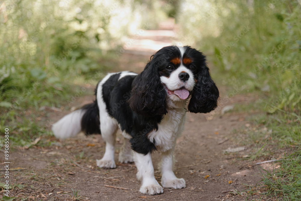 black and white Cavalier King Charles Spaniel dog standing on path in park, warm sunny summer day, dogwalking concept black and white Cavalier King Charles Spaniel dog standing on path in park, warm sunny summer day, dogwalking concept