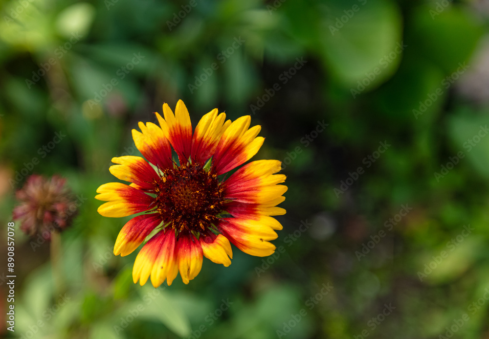 Fleur Gaillarde / Gaillardia de la famille des astéracées Fleur Gaillarde / Gaillardia de la famille des astéracées