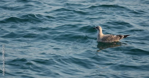 seagull in the water