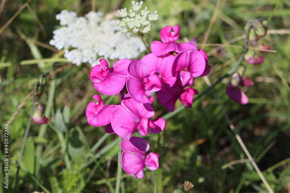 Sweden. The sweet pea, Lathyrus odoratus, is a flowering plant in the genus Lathyrus in the family Fabaceae (legumes), native to Sicily, southern Italy and the Aegean Islands. Sweden. The sweet pea, Lathyrus odoratus, is a flowering plant in the genus Lathyrus in the family Fabaceae (legumes), native to Sicily, southern Italy and the Aegean Islands.