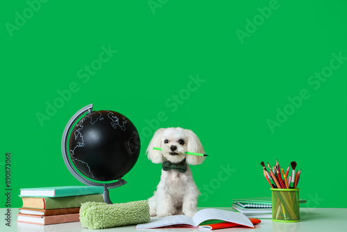 Cute Maltese dog with globe...