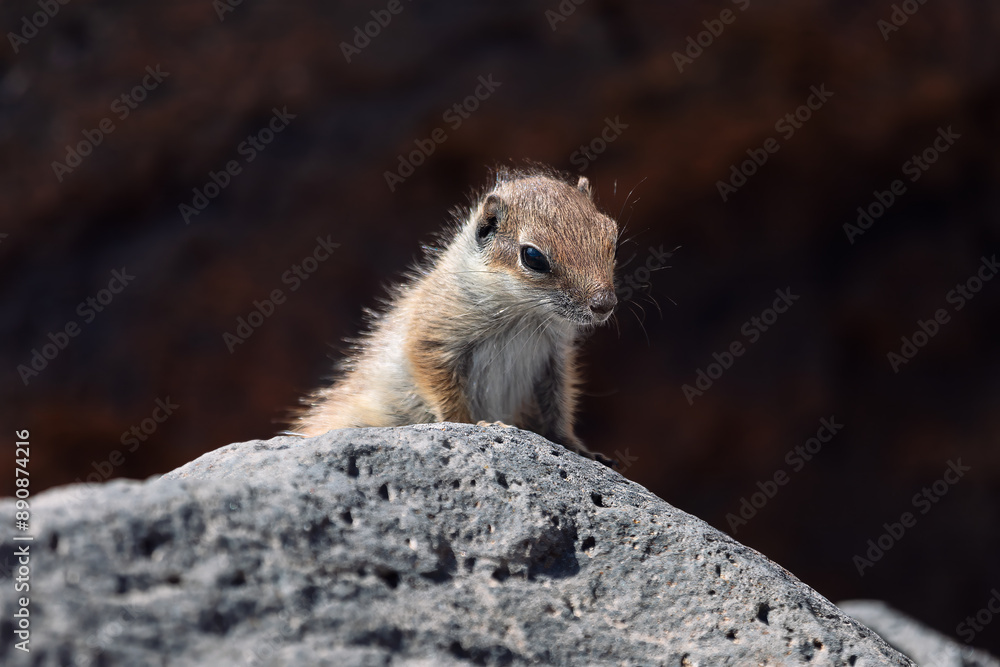 Fototapeta premium Brown squirrel is sitting on a rock. Cute squirrel resting on a rock in a natural environment