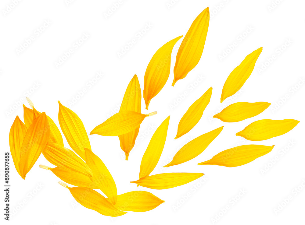 Collection of fresh sunflower petals isolated on a white background, top view. Collection of fresh sunflower petals isolated on a white background, top view.