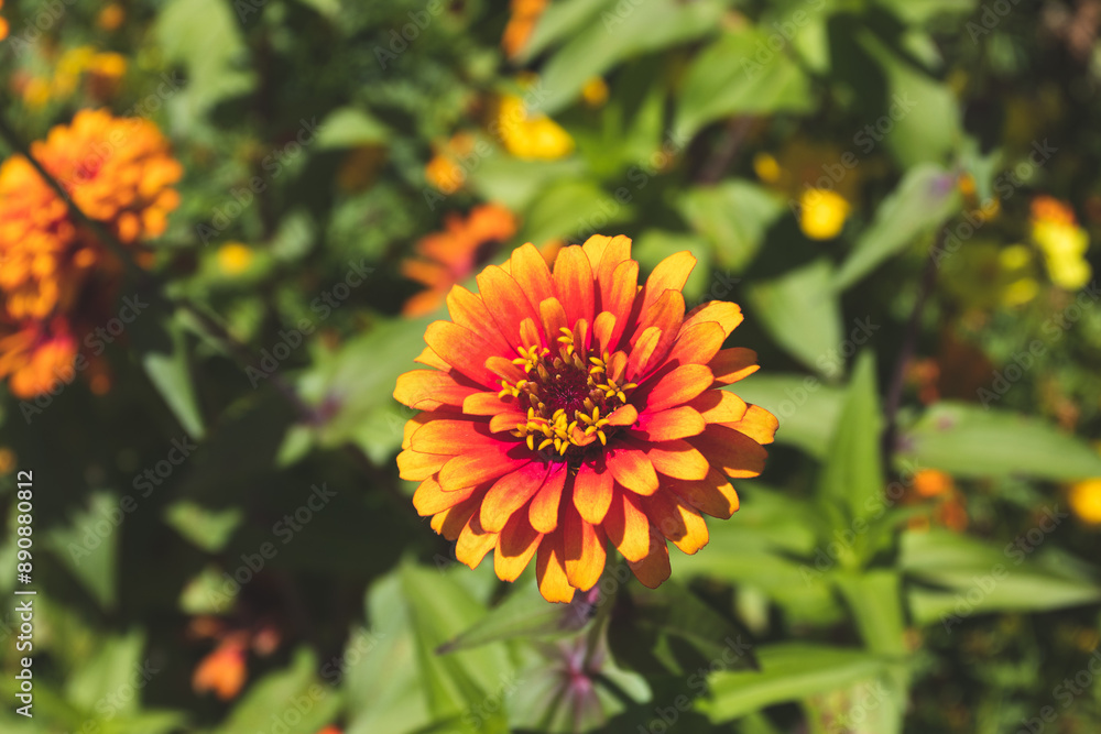 orange flower in the garden orange flower in the garden