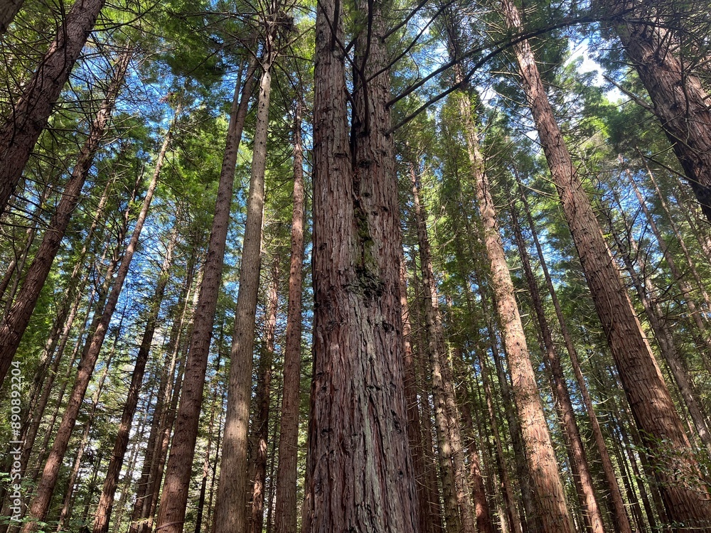 Fototapeta premium The Redwoods Whakarewarewa Forest, Rotorua, North Island of New Zealand