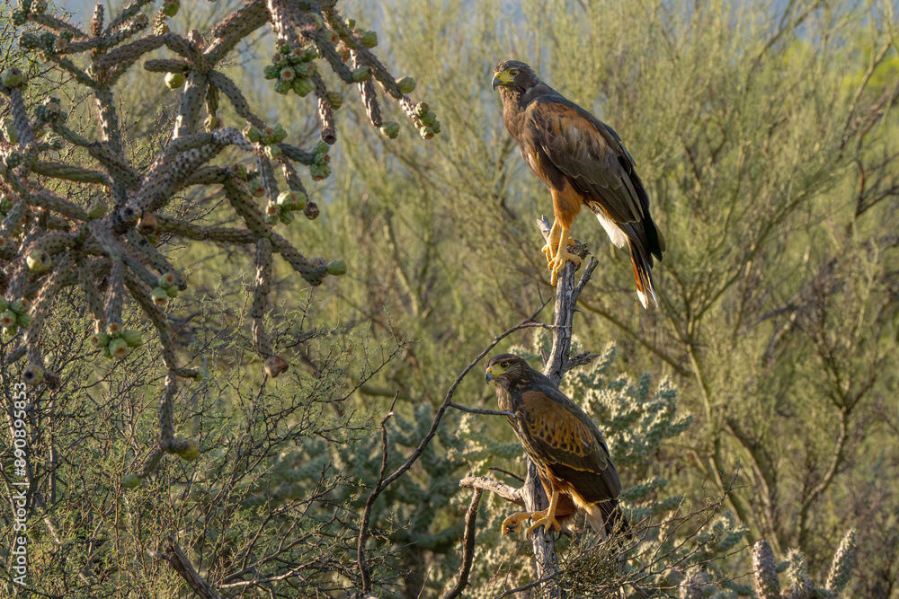 Two Harris's hawks seen in Tucson Arizona Two Harris's hawks seen in Tucson Arizona