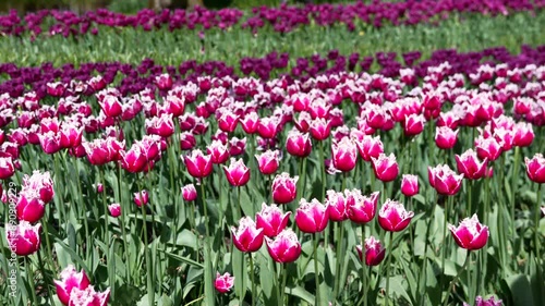 Wallpaper Mural Overview of Keukenhof Park Nederlands Torontodigital.ca