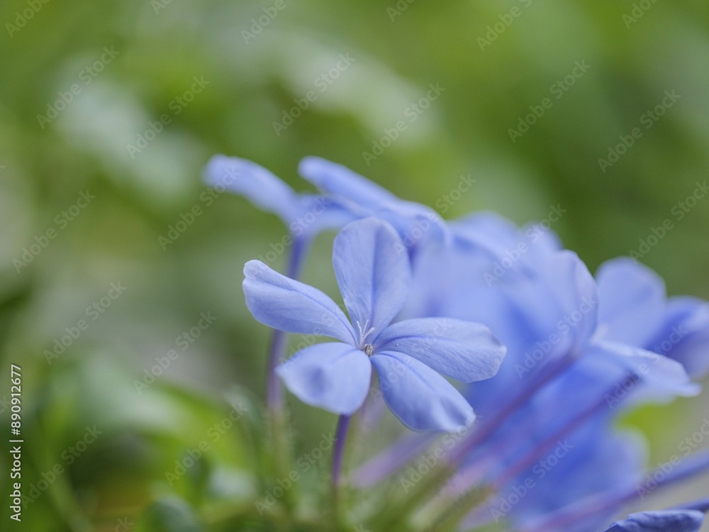 暑い夏に涼しげな花を咲かせるルリマツリ 暑い夏に涼しげな花を咲かせるルリマツリ