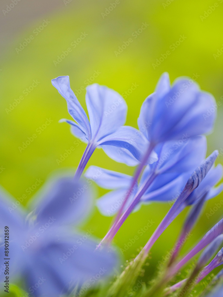 暑い夏に涼しげな花を咲かせるルリマツリ 暑い夏に涼しげな花を咲かせるルリマツリ