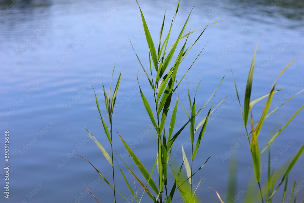 Green reed leaves on the background of a blue lake Green reed leaves on the background of a blue lake