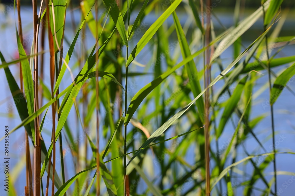 Green reed against the background of a blue lake Green reed against the background of a blue lake