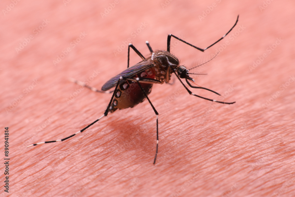 A mosquito that carries dengue fever and Zika virus is sucking blood on a person's skin. A mosquito that carries dengue fever and Zika virus is sucking blood on a person's skin.