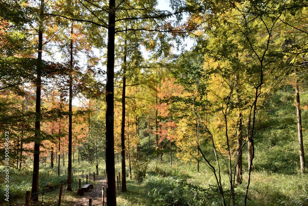 Obraz premium 紅葉したメタセコイアの森