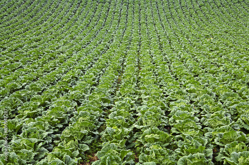 Summer view of cabbages with green leaf on highland cabbage field at Gwinemi village near Taebaek-si, South Korea 