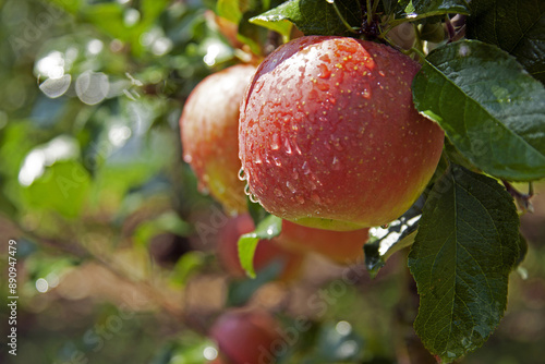 Close up and autumnal view of an apple with red fruit and water drop on the branch in orchard ner Bonghwa-gun, South Korea
 photo