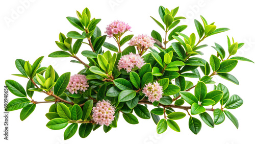 Blooming rhododendron branch with delicate pink flowers and lush green leaves, isolated on white background. Perfect for floral arrangements, nature photography, and spring designs.