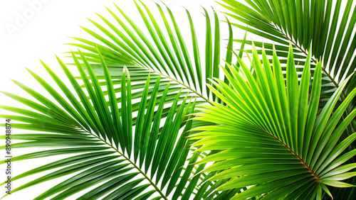 Vibrant Green Palm Leaves Against a White Sky. Tropical Background