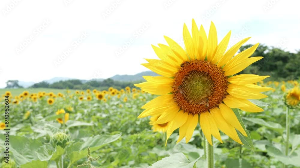 A wasp bee drinking nectar from a sunflower in summer, Honey or insect, Nobody, 4K slow motion	