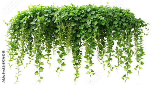 Lush Green Hanging Vines.  Perfect for Garden, Balcony, or Interior Design