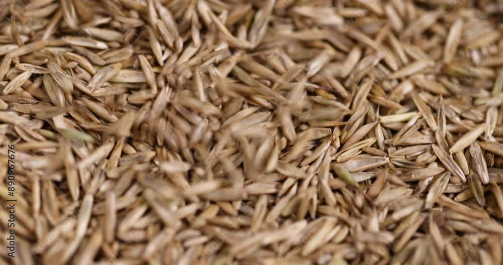 mixed seeds of perennial and annual grass for lawn, grass seeds for growing on lawn for design mixed seeds of perennial and annual grass for lawn, grass seeds for growing on lawn for design