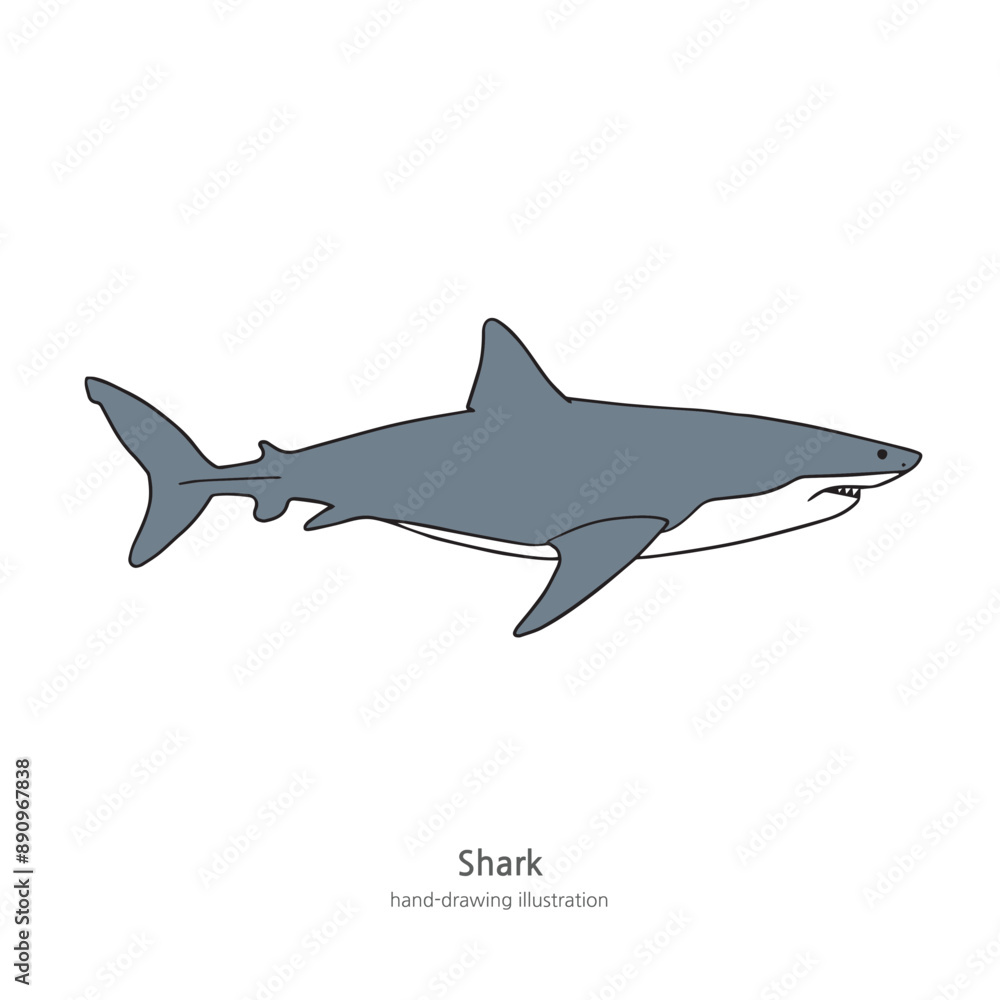 Fototapeta premium Simple Shark Illustration Design