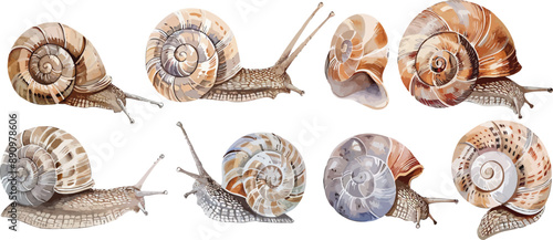 Watercolor Illustration of Seashells with Diverse and Colorful Designs from Various Perspectives