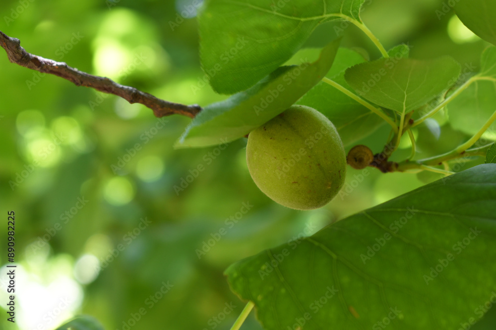Obraz premium Growing plums in an orchard. Unripe plum fruits on the branches Closeup, green, unripe plum on a tree, Close up detail of unripe green plums on plum tree. Green and unripe plum fruits on a branch