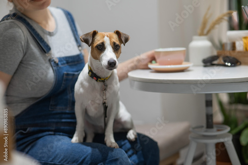 Jack Russell Terrier sitting on the lap of the owner in a cafe. Pregnant woman drinking coffee in dog friendly cafe.