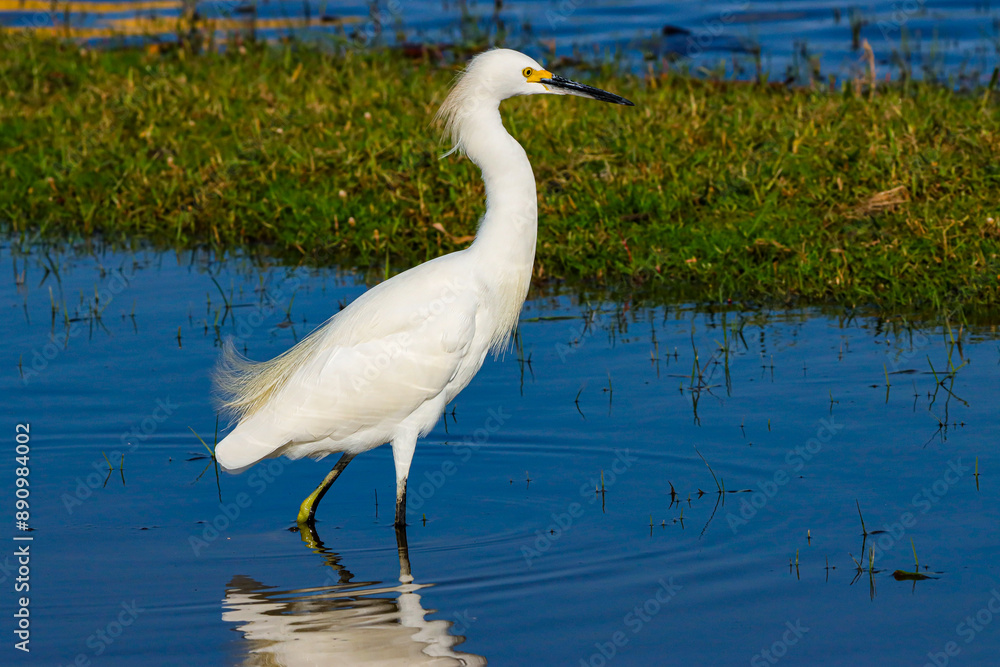 Obraz premium São João da Barra, RJ, Brazil, 07/19/2024 - Snowy egret, Egretta thula, walking on a lagoon at Grussai Beach, Northern region of the State of Rio de Janeiro