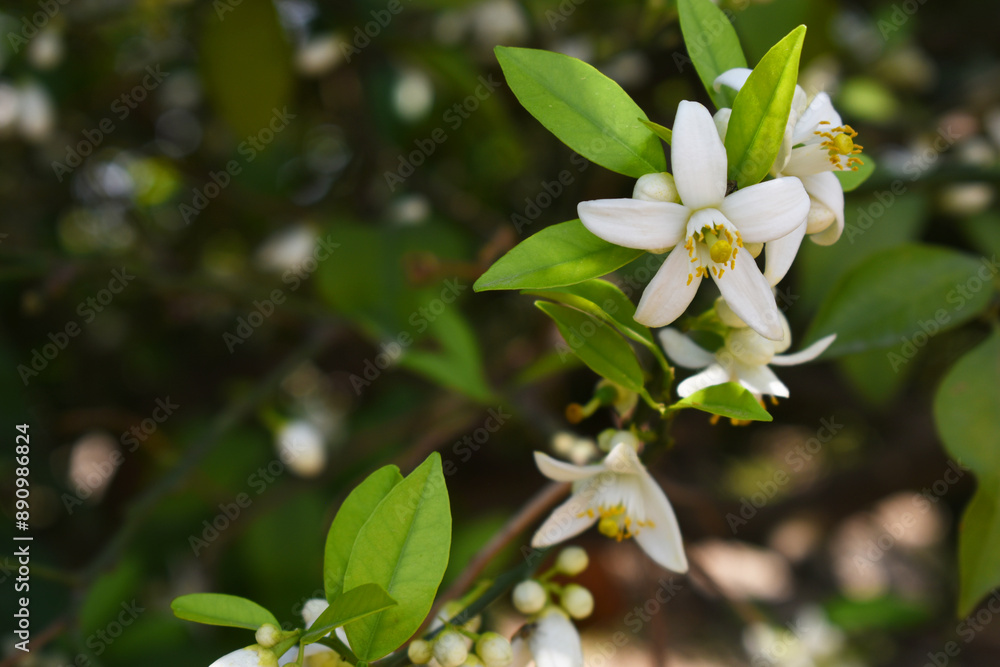 White little flower on orange tree, Blossoming orange tree flowers, closeup of Orange tree branches with white flowers, buds and leaves, Chakwal, Punjab, Pakistan White little flower on orange tree, Blossoming orange tree flowers, closeup of Orange tree branches with white flowers, buds and leaves, Chakwal, Punjab, Pakistan