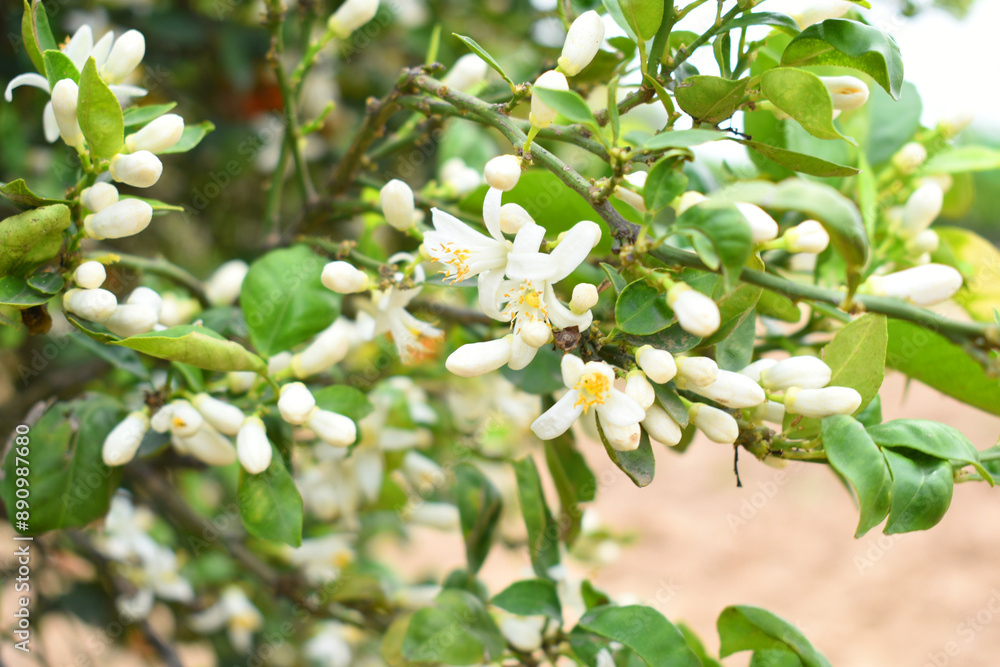 White little flower on orange tree, Blossoming orange tree flowers, closeup of Orange tree branches with white flowers, buds and leaves, Chakwal, Punjab, Pakistan White little flower on orange tree, Blossoming orange tree flowers, closeup of Orange tree branches with white flowers, buds and leaves, Chakwal, Punjab, Pakistan