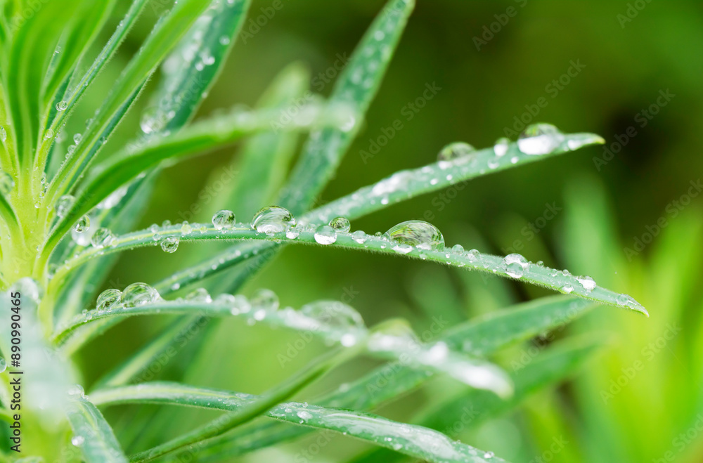 Naklejka premium 雨の水滴がついた木の葉 梅雨イメージ