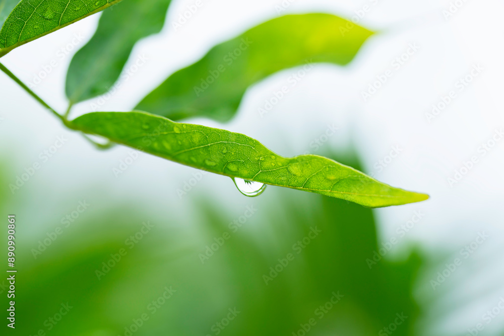 Fototapeta premium 雨の水滴がついた木の葉 梅雨イメージ