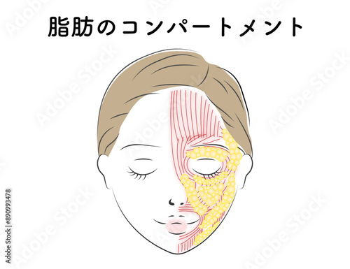 顔の脂肪のコンパートメント