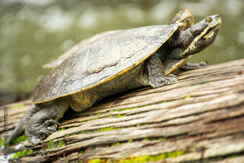 Emydura macquarii is a species of turtle in the family Chelidae. It is a wide-ranging species that occurs throughout many of the rivers of the eastern half of Australia. photo