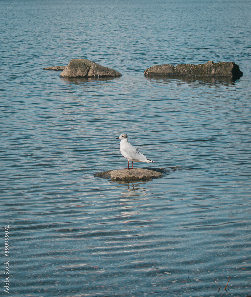 Naklejka premium seagull on the rock