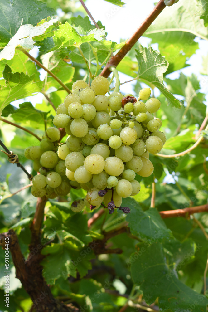 Close up of grapes hanging on Vine, Hanging grapes. Grape farming. Grapes farm. Tasty green grape bunches hanging on branch. Grapes With Selective Focus on the subject, Chakwal, Punjab, Pakistan Close up of grapes hanging on Vine, Hanging grapes. Grape farming. Grapes farm. Tasty green grape bunches hanging on branch. Grapes With Selective Focus on the subject, Chakwal, Punjab, Pakistan