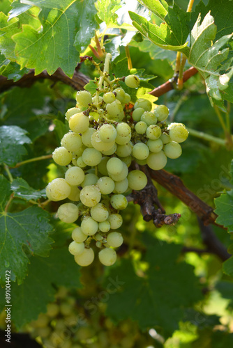 Wallpaper Mural Close up of grapes hanging on Vine, Hanging grapes. Grape farming. Grapes farm. Tasty green grape bunches hanging on branch. Grapes With Selective Focus on the subject, Chakwal, Punjab, Pakistan Torontodigital.ca