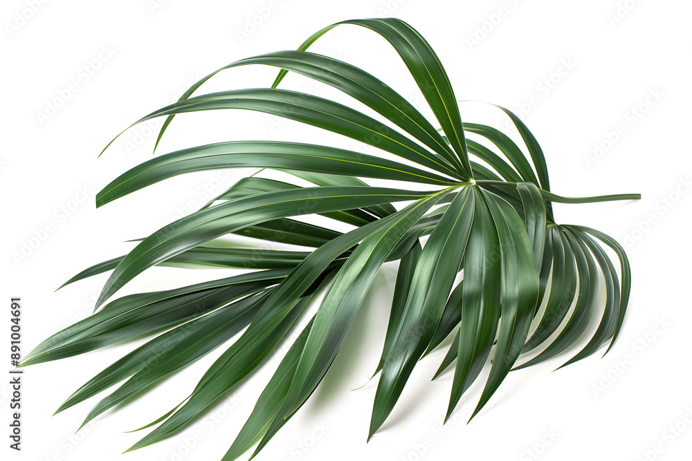 Fototapeta premium Kentia Palm Leaf, isolated on white background
