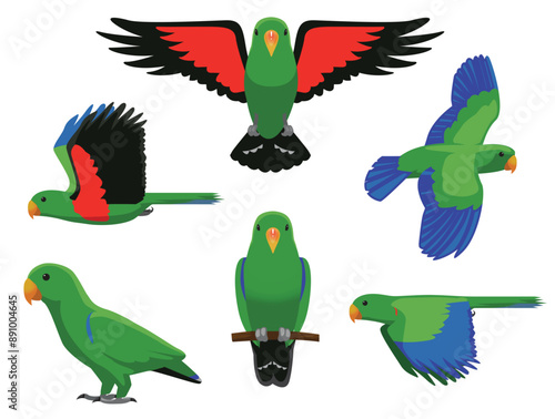 Eclectus Parrot Green Bird Flying Various Poses Cartoon Vector Character