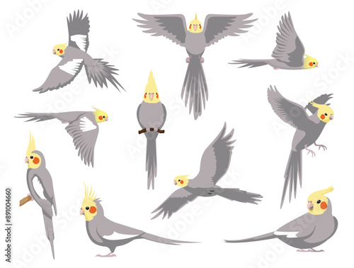 Cockatiel Bird Parrot Grey Various Poses Cartoon Vector Character