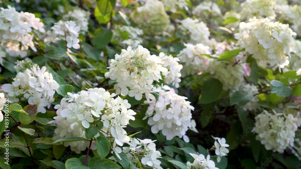 Tender flowers of hydrangea arborescens, backlit by the low evening sun in summer. Hortensia flowering in summer garden. Beauty in nature. Tender flowers of hydrangea arborescens, backlit by the low evening sun in summer. Hortensia flowering in summer garden. Beauty in nature.