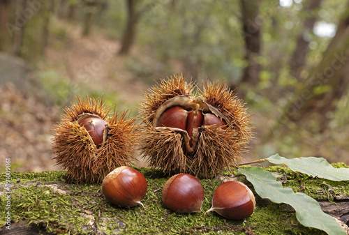 Close up and autumnal view of two chestnut burs with thorns and three fruits on tree trunk with moss in the forest, South Korea
 photo