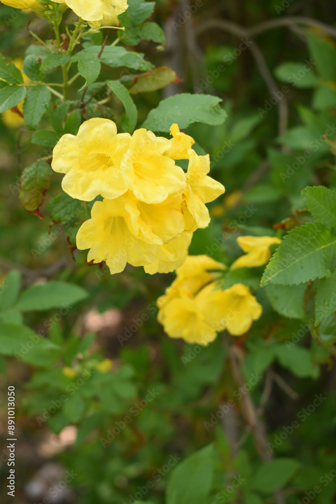 Yellow trumpetbush (Tecoma stans) Called Yellow bell or Yellow Elder Flower, trumpet flower, Beautiful bunch of yellow flowers closeup with green leaves Background, tecoma stans Yellow trumpetbush (Tecoma stans) Called Yellow bell or Yellow Elder Flower, trumpet flower, Beautiful bunch of yellow flowers closeup with green leaves Background, tecoma stans
