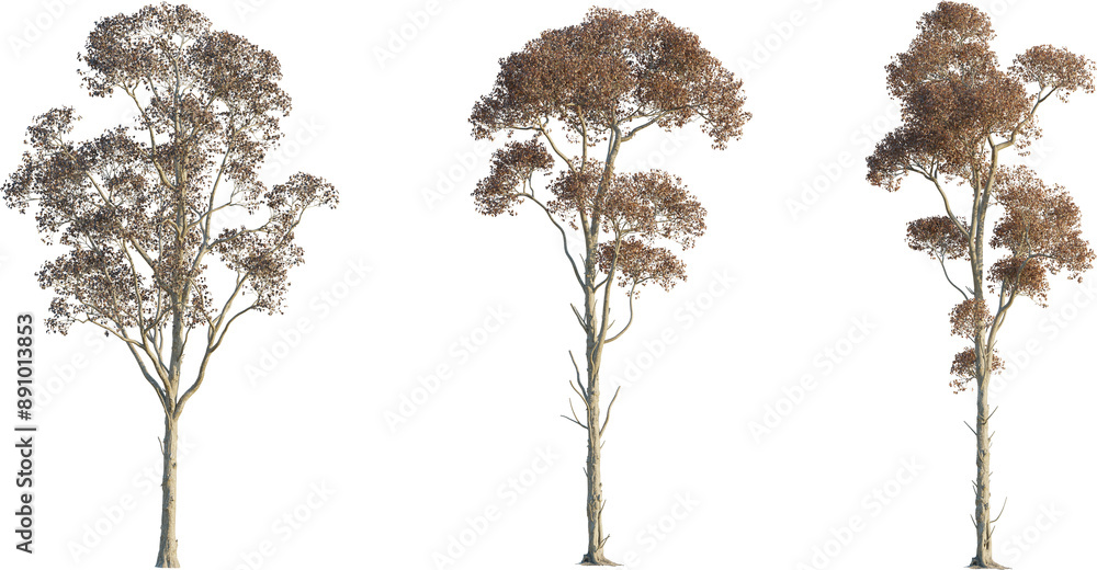 Fototapeta premium riadica sebifera tree 4k png cutout